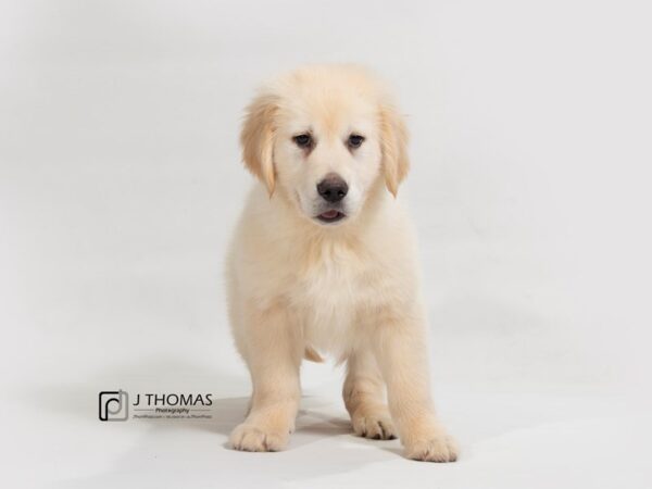 Golden Retriever DOG Male 17638 Petland Topeka, Kansas