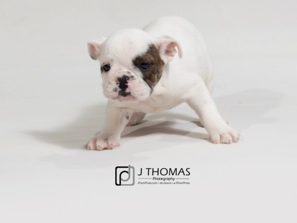 English Bulldog-DOG-Female--17637-Petland Topeka, Kansas