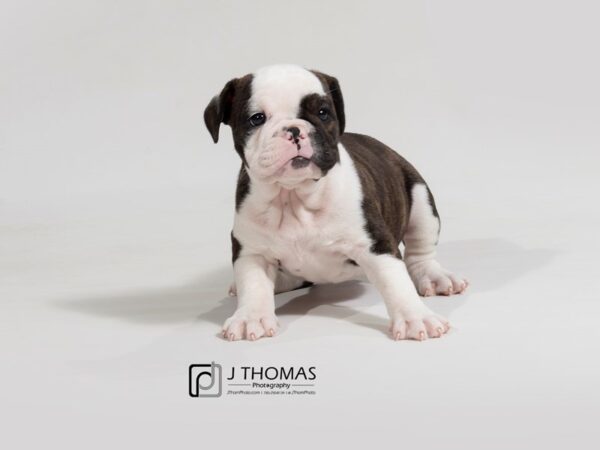 English Bulldog-DOG-Female--17636-Petland Topeka, Kansas