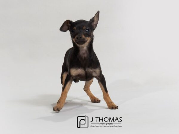 Chihuahua-DOG-Female--17634-Petland Topeka, Kansas