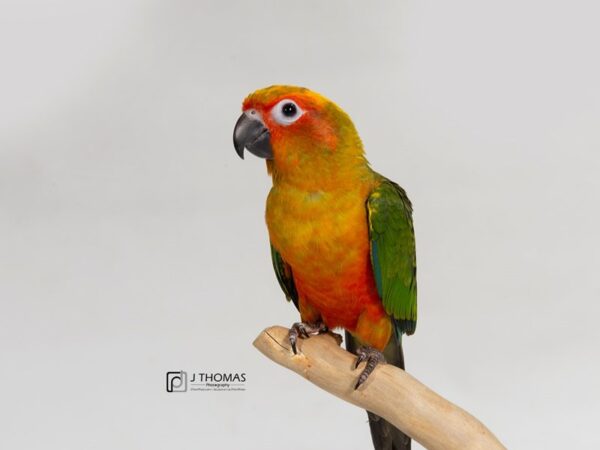 Sun Conure-BIRD-Male--17575-Petland Topeka, Kansas