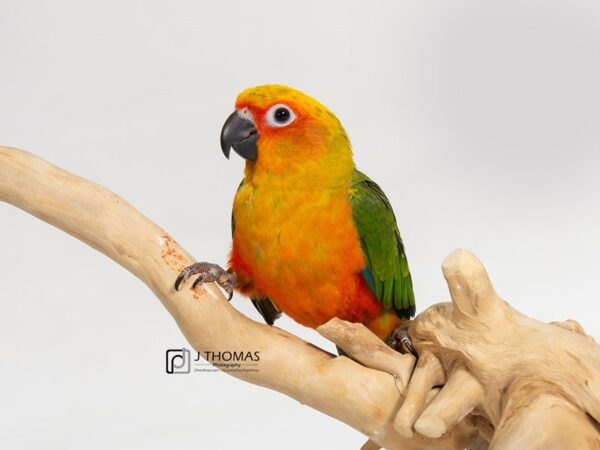 Sun Conure-BIRD-Male--17574-Petland Topeka, Kansas