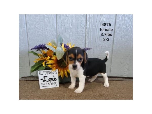 Beagle DOG Female Tri-Colored 17664 Petland Topeka, Kansas