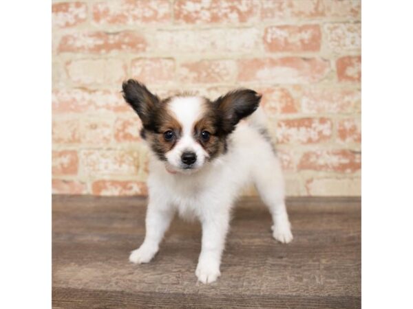 Papillon DOG Female Sable / White 17648 Petland Topeka, Kansas