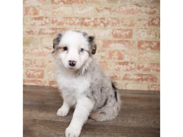 Miniature Australian Shepherd DOG Female Blue Merle 17653 Petland Topeka, Kansas