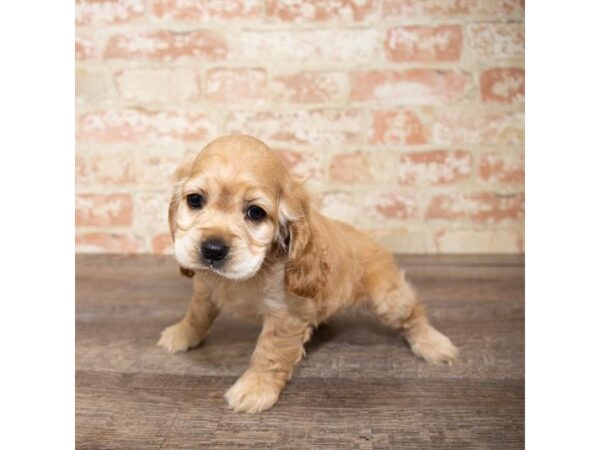 Cocker Spaniel DOG Female Red 17645 Petland Topeka, Kansas