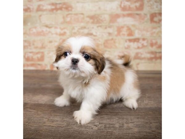 Shih Tzu DOG Male Gold / White 17649 Petland Topeka, Kansas