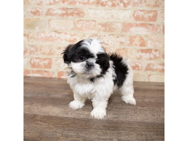 Shih Tzu DOG Female Black White / Tan 17650 Petland Topeka, Kansas