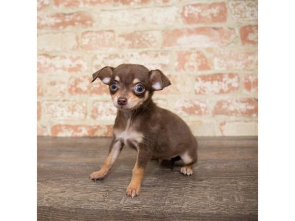 Chihuahua DOG Male Chocolate / Tan 17644 Petland Topeka, Kansas