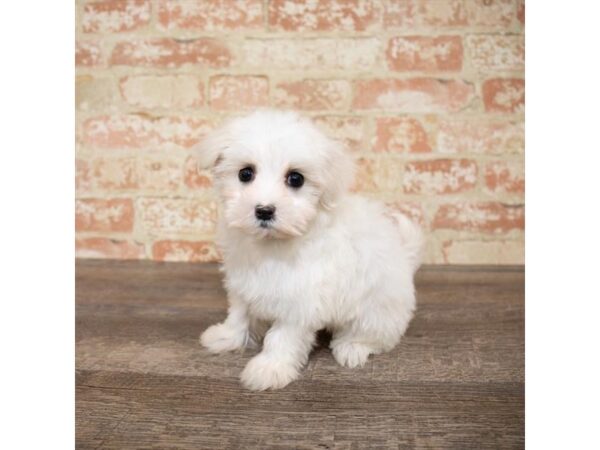 Maltese DOG Female White 17647 Petland Topeka, Kansas