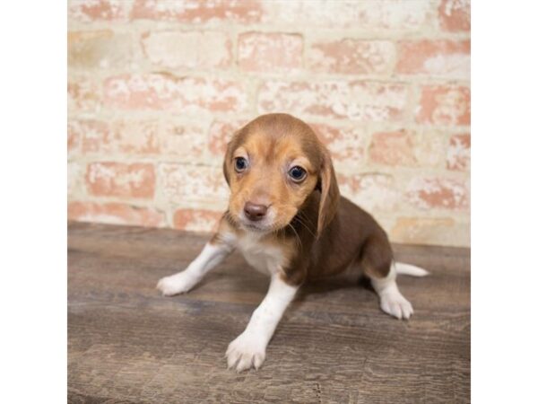 Beagle DOG Female Brown White / Tan 17640 Petland Topeka, Kansas