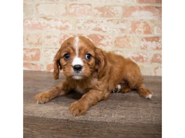 Cavalier King Charles Spaniel-DOG-Female-Ruby-17643-Petland Topeka, Kansas