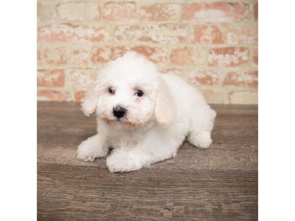 Bichon Frise DOG Female White 17641 Petland Topeka, Kansas