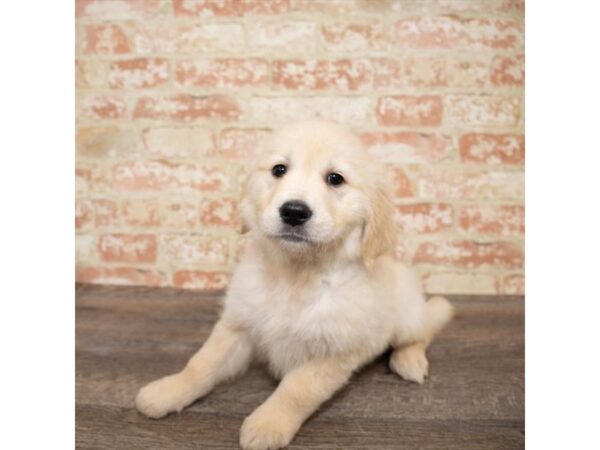 Golden Retriever DOG Female Golden 17654 Petland Topeka, Kansas