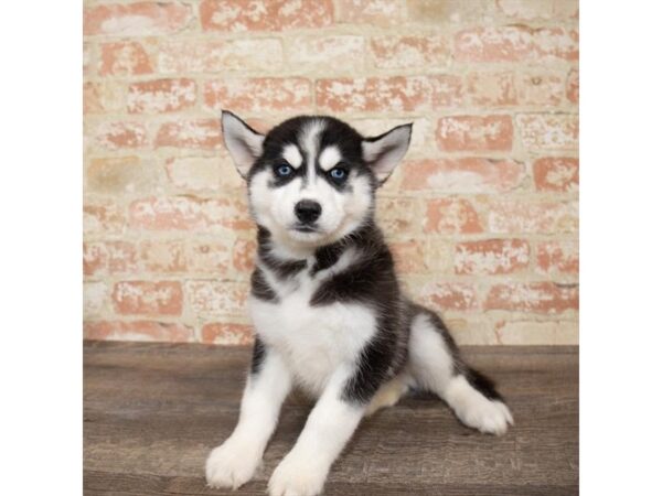 Siberian Husky-DOG-Male-Black / White-17651-Petland Topeka, Kansas