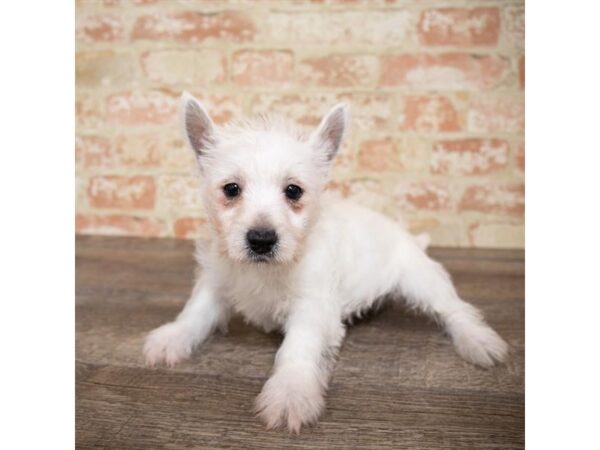 West Highland White Terrier DOG Female White 17652 Petland Topeka, Kansas