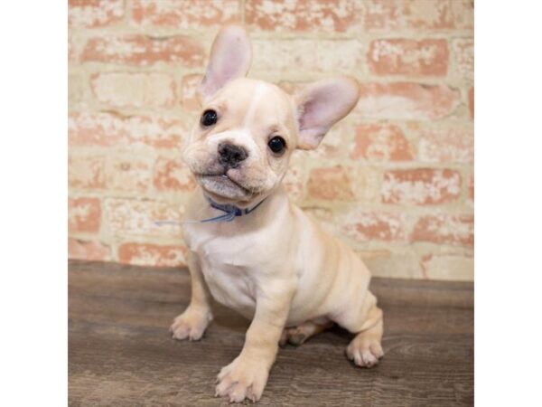 French Bulldog DOG Male Cream 17646 Petland Topeka, Kansas