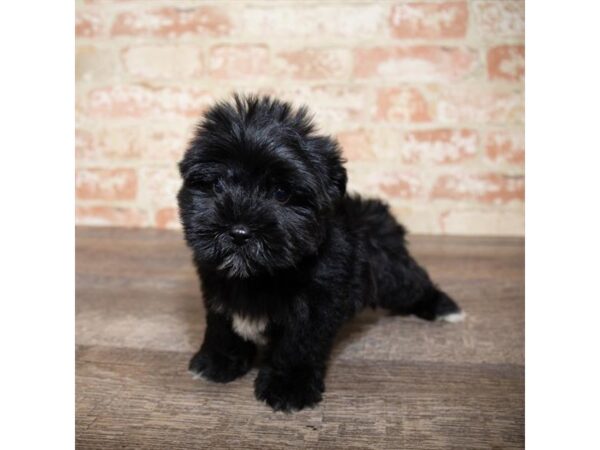 Maltese/Yorkie DOG Female Black / Tan 17656 Petland Topeka, Kansas