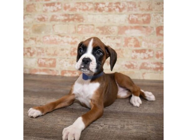 Boxer DOG Female Fawn 17642 Petland Topeka, Kansas