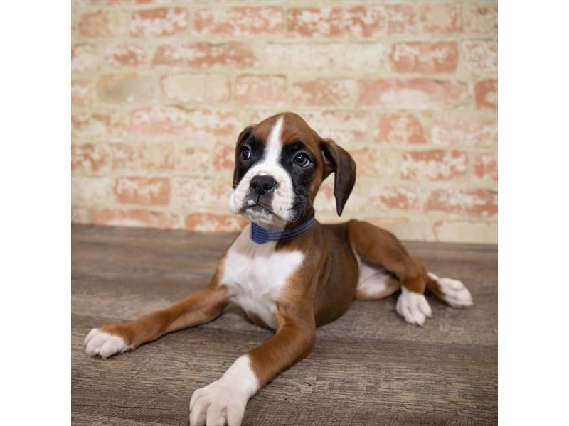 Boxer Puppy Fawn ID17642 Located at Petland Topeka, Kansas