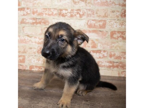 German Shepherd Dog DOG Male Black / Tan 17655 Petland Topeka, Kansas