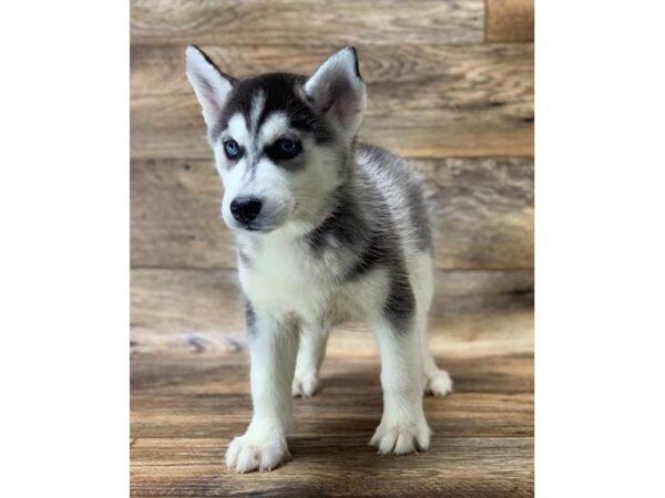 Siberian Husky DOG Female Black / White 17660 Petland Topeka, Kansas