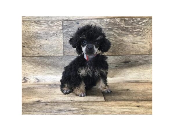 Poodle DOG Female Black / Tan 17659 Petland Topeka, Kansas