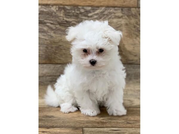 Maltese DOG Female White 17663 Petland Topeka, Kansas