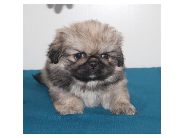 Pekingese DOG Female Sable 17665 Petland Topeka, Kansas