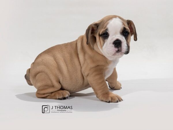 English Bulldog-DOG-Male-Fn & Wh-17668-Petland Topeka, Kansas