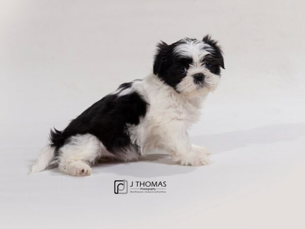 Shih Tzu DOG Female BLK & Wh 17667 Petland Topeka, Kansas