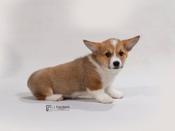 Pembroke Welsh Corgi DOG Female Rd &Wh 17666 Petland Topeka, Kansas