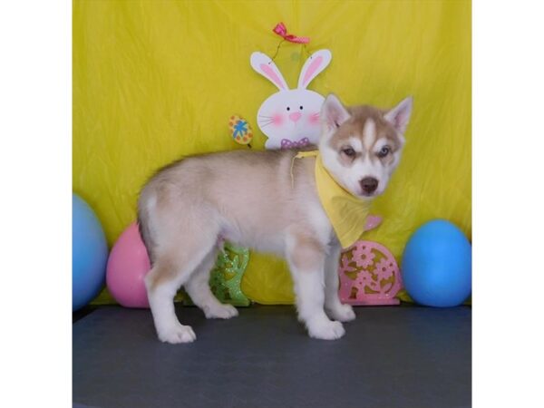 Siberian Husky DOG Male Agouti / White 17670 Petland Topeka, Kansas