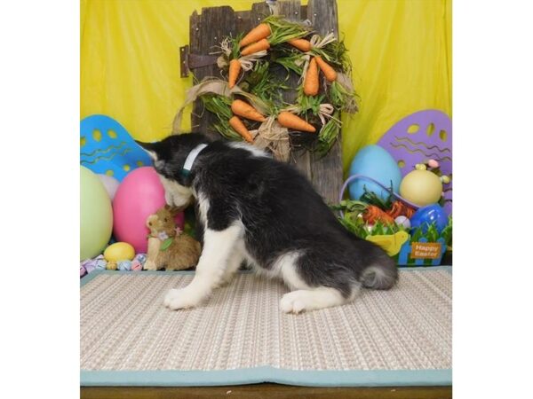 Siberian Husky DOG Female Black / White 17671 Petland Topeka, Kansas