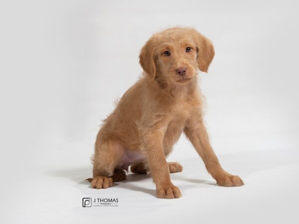 Poodle/Labrador Retriever DOG Female Golden 17678 Petland Topeka, Kansas