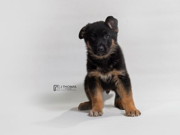 German Shepherd Dog-DOG-Male-Black / Tan-17676-Petland Topeka, Kansas