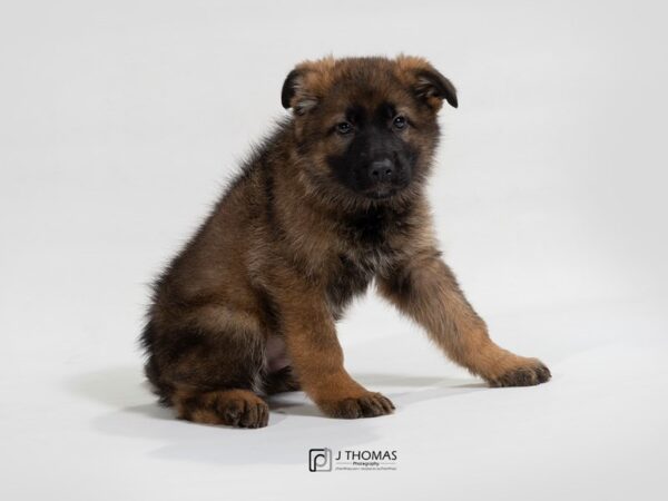 German Shepherd Dog DOG Male Sable 17675 Petland Topeka, Kansas