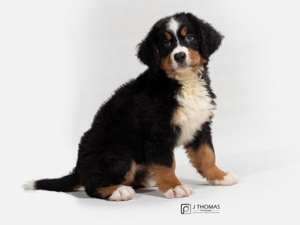 Bernese Mountain Dog DOG Female Blk Wh & Tn 17674 Petland Topeka, Kansas