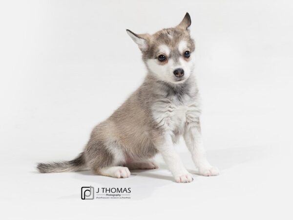 Alaskan Klee Kai DOG Female Gray / White 17673 Petland Topeka, Kansas