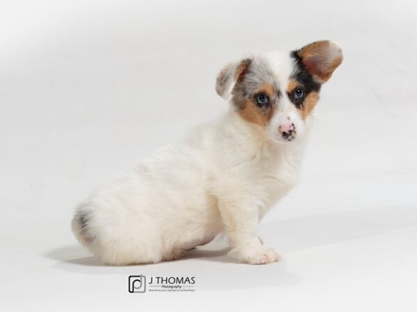 Corgle-DOG-Female-Bl Mrl Wh & Tn-17672-Petland Topeka, Kansas