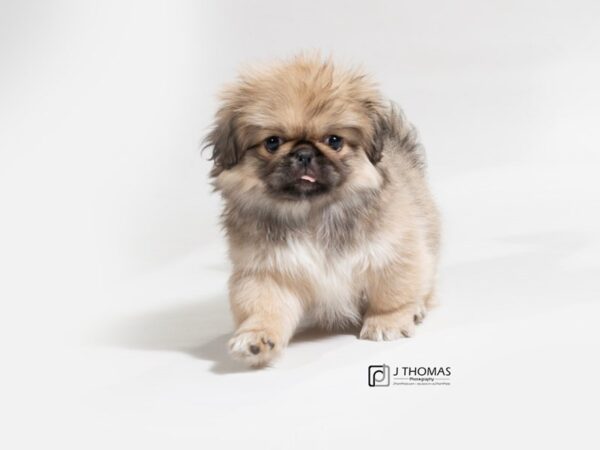 Pekingese DOG Female Fawn Sable 17658 Petland Topeka, Kansas