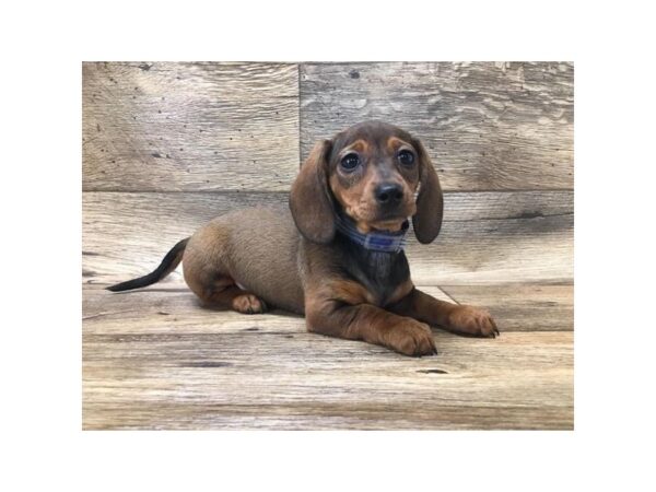 Dachshund DOG Female Wild Boar 17679 Petland Topeka, Kansas