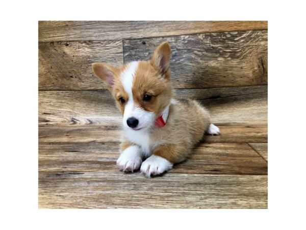 Pembroke Welsh Corgi DOG Female Sable / White 17680 Petland Topeka, Kansas