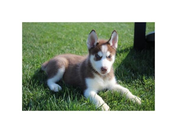 Siberian Husky DOG Male Red / White 17681 Petland Topeka, Kansas