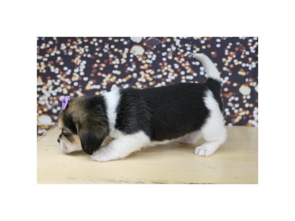 Pekingese/Beagle DOG Female Black Tan / White 17682 Petland Topeka, Kansas