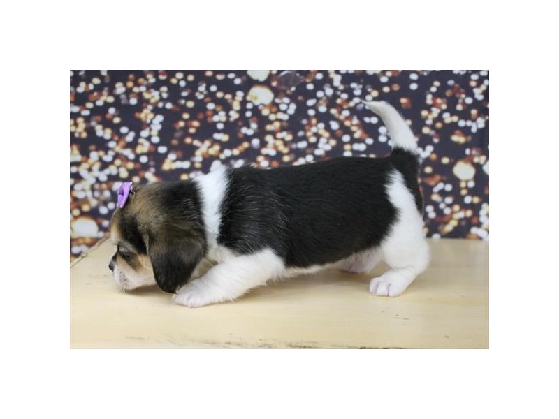 Pekingese/Beagle-DOG-Female-Black Tan / White-2674429-Petland Topeka, Kansas