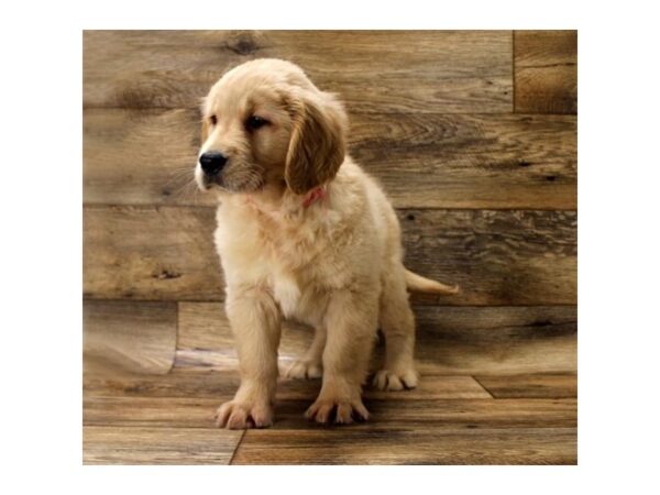 Golden Retriever DOG Female Golden 17686 Petland Topeka, Kansas