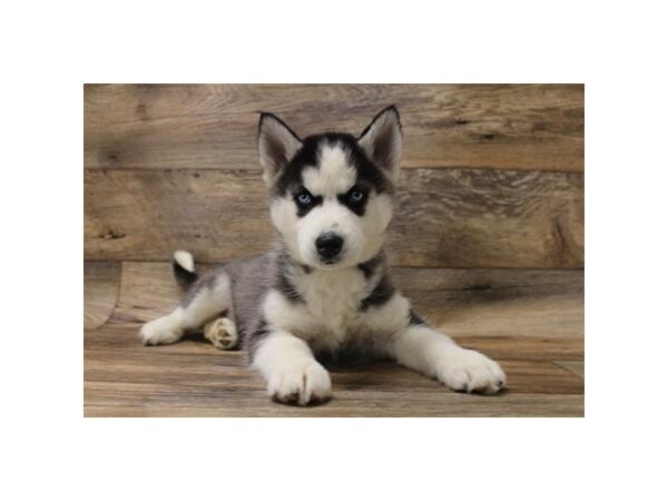 Siberian Husky DOG Female Black / White 17687 Petland Topeka, Kansas