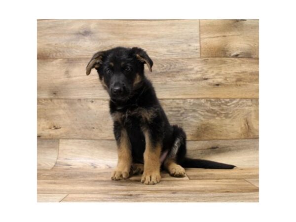 German Shepherd Dog DOG Male Black / Tan 17688 Petland Topeka, Kansas