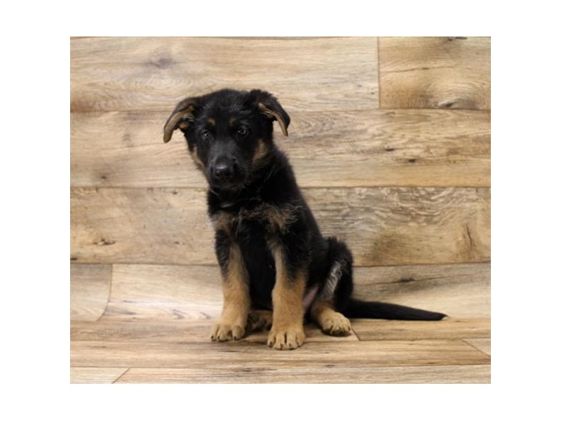 German Shepherd Dog-DOG-Male-Black / Tan-2680684-Petland Topeka, Kansas